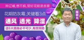花期防灰霉，关键看3点